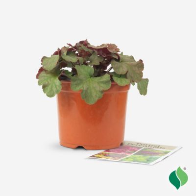 Image showing 4 th DeGroot 1 gal. Pinot Gris Coral Bells (Heuchera)