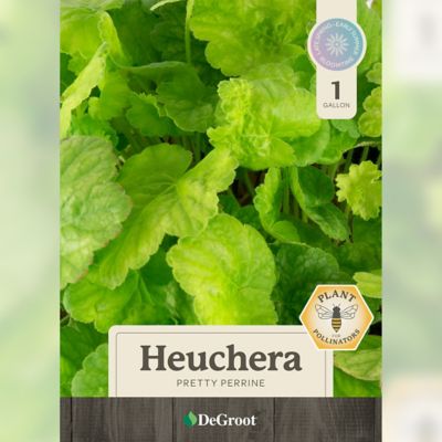 Image showing  1 gal. Pretty Perrine Coral Bells, Heuchera
