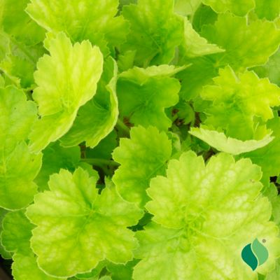 Image showing  1 gal. Pretty Perrine Coral Bells, Heuchera