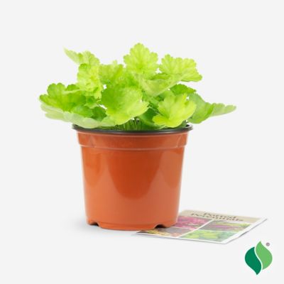 Image showing  1 gal. Pretty Perrine Coral Bells, Heuchera