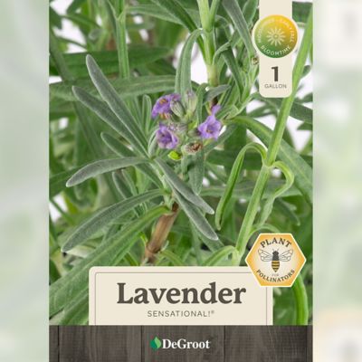 Image showing  1 gal. Sensational Lavender