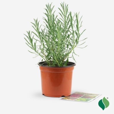 Image showing  1 gal. Sensational Lavender