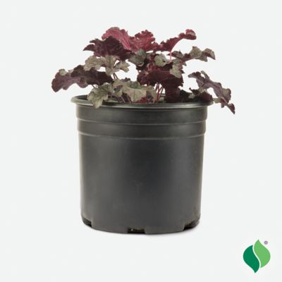 DeGroot 2 gal. Amethyst Myst Coral Bells (Heuchera)
