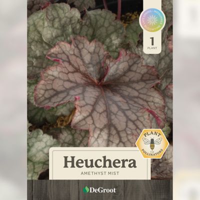 Image showing  2 gal. Amethyst Myst Coral Bells (Heuchera)