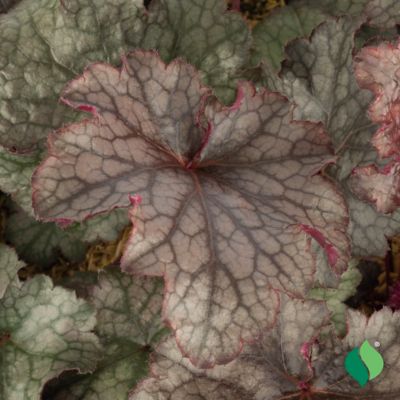 Image showing  2 gal. Amethyst Myst Coral Bells (Heuchera)