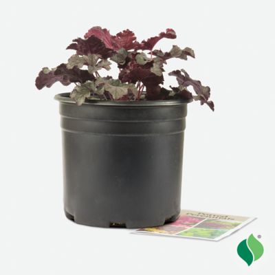 Image showing  2 gal. Amethyst Myst Coral Bells (Heuchera)