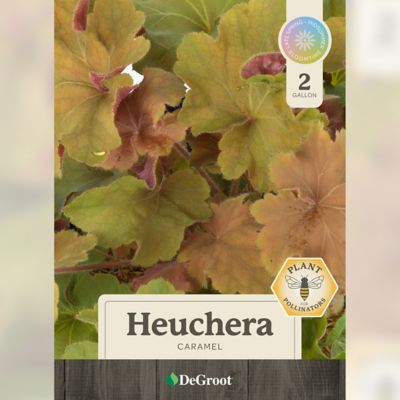 Image showing  2 gal. Caramel Coral Bells (Heuchera)