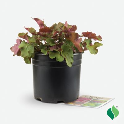 Image showing  2 gal. Caramel Coral Bells (Heuchera)