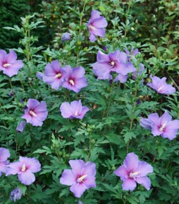 Proven Winners 3 gal. Hibiscus Paraplu Violet