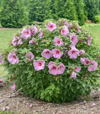 Proven Winners 3 gal. Hibiscus Lilac Cruch