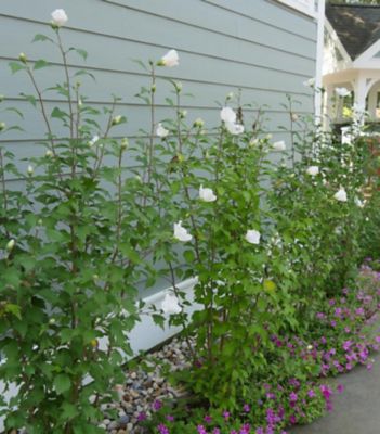 Proven Winners 3 gal. Hibiscus White Pillar