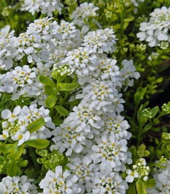 1 gal. Iberis Snowsurfer Perennials