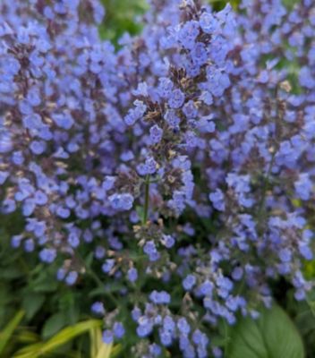 1 gal. Nepeta Purrsian Blue Perennials