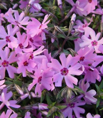 1 gal. Phlox Fort Hill Perennials