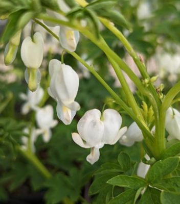 1 gal. Dicentra Alba Perennials