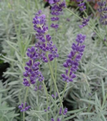 1 gal. Lavender Hidcote Perennials