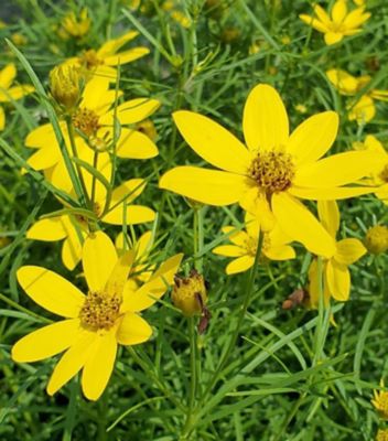 1 gal. Coreopsis Zagreb Perennials