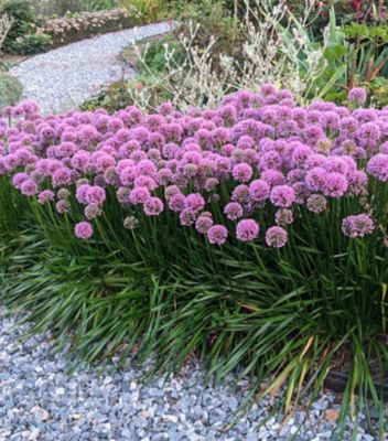 1 gal. Allium Millenium Perennials