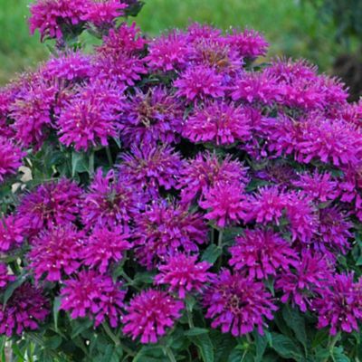 2 gal. Monarda Grape Gumball Perennials