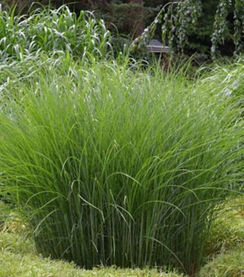 2 gal. Miscanthus Gracillimus Perennials