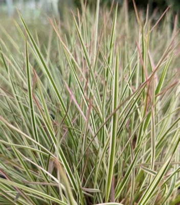 1 gal. Schizacrium Chameleon Perennials