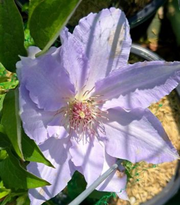 2 gal. Clematis Tranquilite Perennials