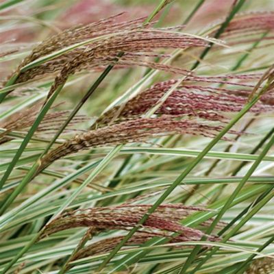 2 gal. Miscanthus Rigoletto Perennials