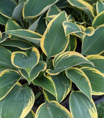 2 gal. Hosta First Frost Perennials