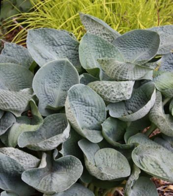 2 gal. Hosta Big Daddy Perennials