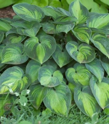 1 gal. Hosta June Perennials