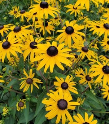 2 gal. Rudbeckia Goldblitz Perennials