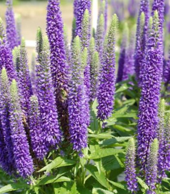 2 gal. Veronica Royal Candles Perennials