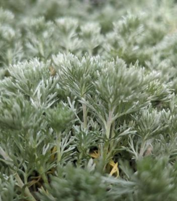 2 gal. Artemisia Silvermound Perennials