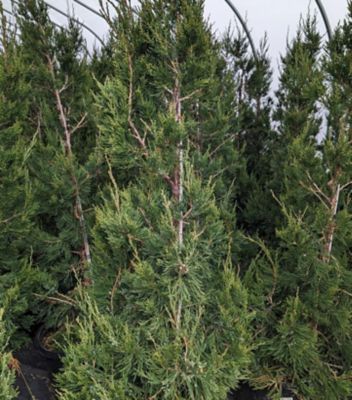 3 gal. Juniper Hetzii Columnaris Landscape Shrubs
