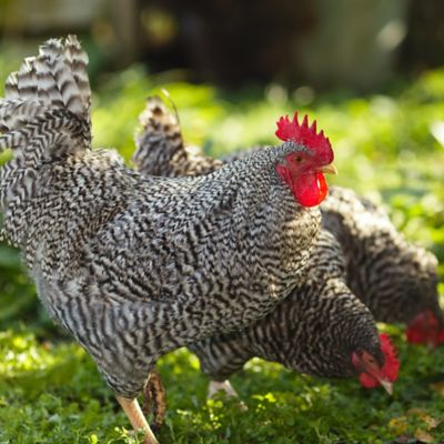 Image showing 6 th ImPECKables Crawler Crunch Chicken Treats, 11 lb.