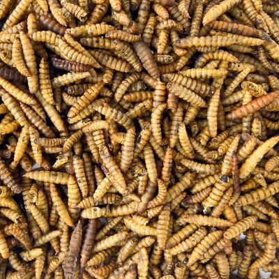 Image showing 8 th ImPECKables Crawler Crunch Chicken Treats, 11 lb.