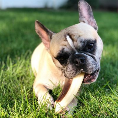 Image showing  Snack Chew Antler Flavored Chew Toy, Small