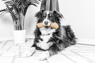 Image showing  Rawhide Bacon Flavor Dog Chew Toy, Large