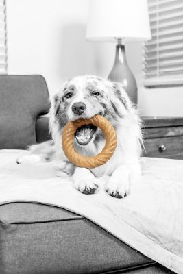 Image showing  BarkBone Chew Ring Chamomile Vanilla, Medium