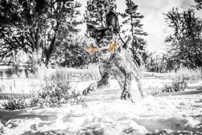 Image showing  Stick Barkbone Peanut Butter, Medium