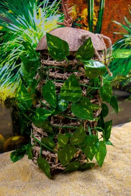 Image showing  Coconut Hideaway