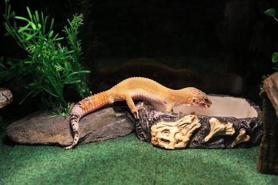 Image showing  Fossil Rock Bowl, Large