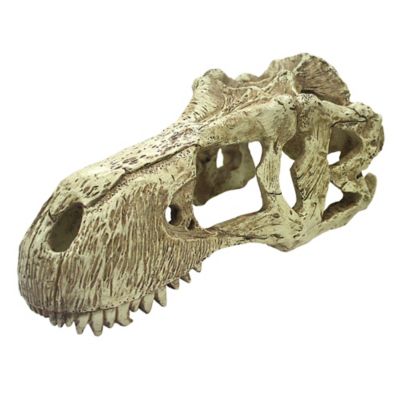 Komodo T-Rex Skull For Reptile Habitat, XL