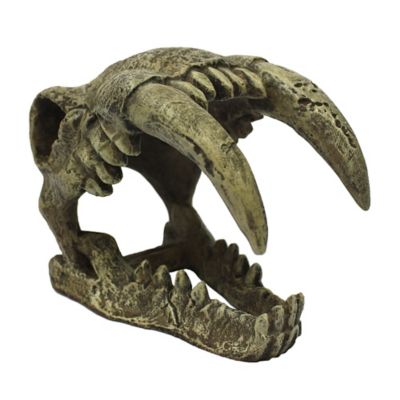 Komodo Saber Tooth Skull For Reptile Habitat
