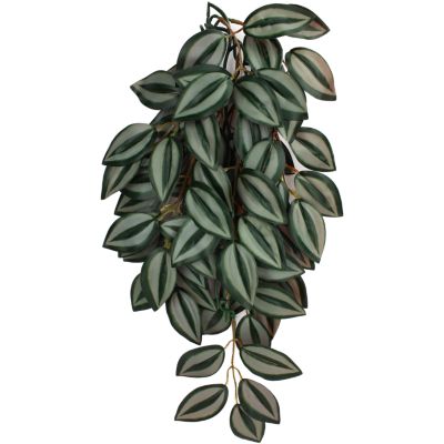 Komodo Zebrina Hanging Plant, Small
