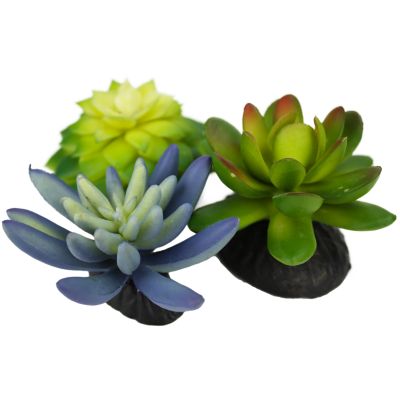 Komodo Blue/Green Succulent Reptile Tank Plant