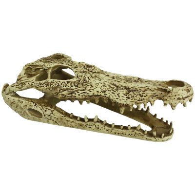 Komodo Alligator Skull For Reptile Habitat
