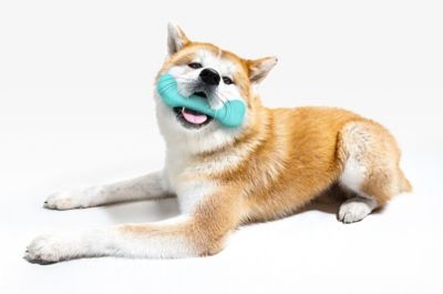 Image showing  Crunchy Femur Bone Peanut Butter Jumbo