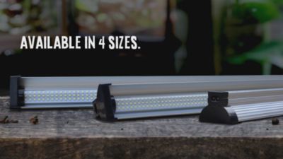 Image showing  15W Jungle Dawn Led Bar