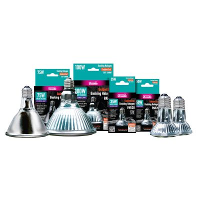 Image showing  75W Golden Sun Colored Bask Halogen